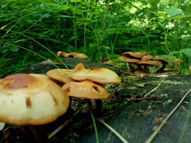A group of brown toadstools on the surface of an old rotten stump in the forest in summer. Poisonous brown old mushrooms on a background of green grass. clipart