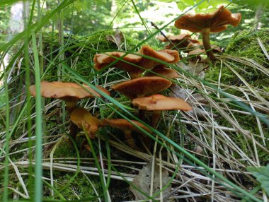 On an old rotten stump in the middle of the forest, poisonous tree mushrooms are growing, hidden in long green grass. Wood summer mushrooms and their collection in summer. clipart