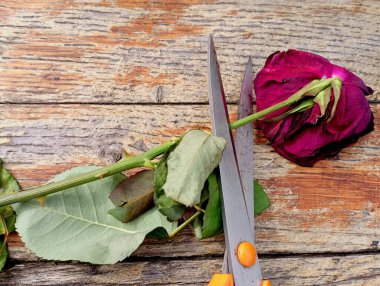 Solmuş kırmızı bir gül, verniklenmiş bir meşe ağacının yüzeyinde makasıyla kesiliyor..