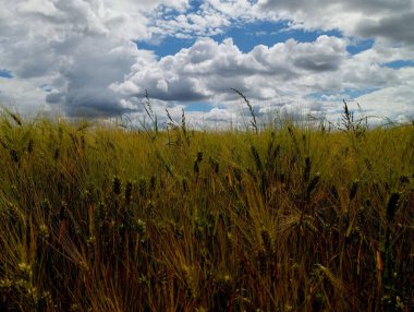 Beyaz bulutlarla kaplı bir yaz gökyüzünün altındaki tarlada arpa kulakları. Tarım ve saha manzarası çok güzel. Açık gökyüzünün altındaki arpa tarlası.