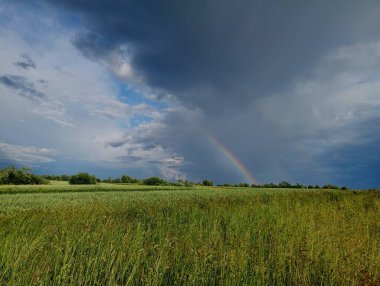 Mavi bulutlu bir fırtınaya karşı yağmur üstüne yağmur yağan bir buğday tarlasının üzerinde çok renkli gökkuşağı. Güzel manzara ve doğa olayları.