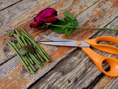 Turuncu makas eski ahşap bir masanın üzerinde vernikeyle kaplıdır, yanında kurumuş bir gül ve solmuş bir buketin gül sapının bir parçası bulunur. Kurumuş çiçeklerin köklerinin kazınmasıyla üreme konusu.