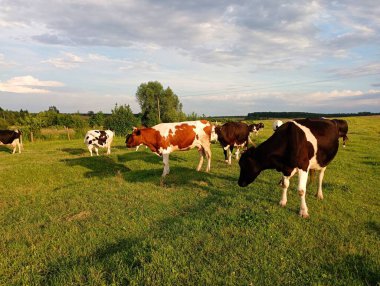 Birkaç renkli benekli inek gün batımında çimleri kemiriyor. Çiftçilik, hayvancılık ve sığır otlatma konuları.