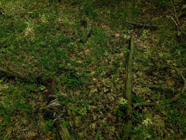 Orman yaprağı üzerinde eski ahşap çürük dalların dokusu. Doğal altyapı ve dokular.