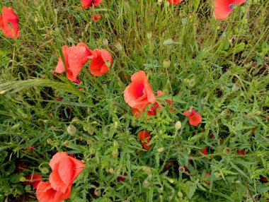 Sahadaki kırmızı gelinciklerin arka planı. Kırmızılı tarla çiçekleri narin taç yapraklarıyla.