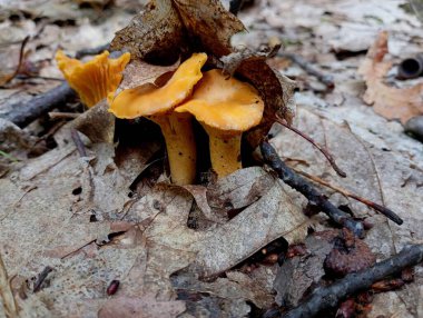Yazın iki portakal renkli mantar kalın bir meşe yaprağı tabakasında filizlendi. Yenilebilir mantarlar ve doğal meşe ormanlarındaki koleksiyonları hakkında..