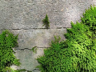 Çatlak ve yeşil yosunlu gri beton duvar. Eski beton bir duvarda yeşil yosun. Endüstriyel ve doğal arka plan ve dokular.