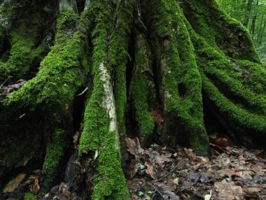 Yeşil, kalın orman yosunu dev bir korna ışınının kök sistemini kaplıyor. Hornbeam gövdesinin parlak yeşil yumuşak yosunlarla kaplı güzel yapısı. Yazın ormanların arka plan ve dokuları.