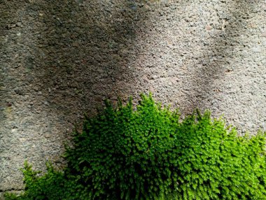 Parlak yeşil orman yosunu, beton eski gri bir duvarın bir kısmını kaplıyor. Güzel doğal altyapılar ve dokular. Yavaş yavaş yosunlarla kaplanmış eski mimari..