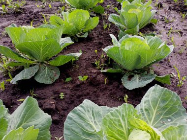 Bahçedeki bir yatakta taze taze taze lahana başları siyah toprakta yetişir. Erken dönem lahana sebzeleri yetiştiriyorum. Taze, lezzetli, sağlıklı, çevre dostu sebzelerin yetiştirilmesi.