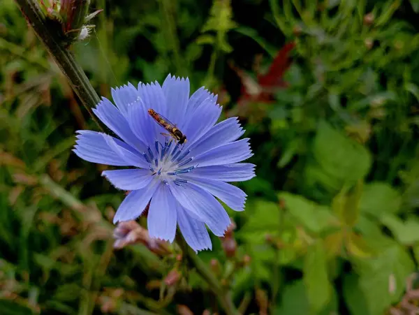 stock image A small insect on a blue cornflower flower. Flower pollination theme and beautiful nature backgrounds with insects and flowers on a green grass background.