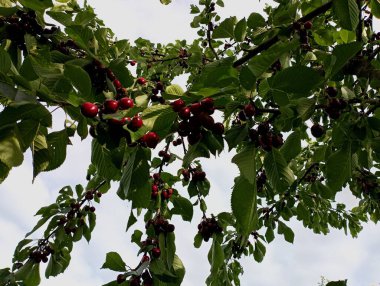 Parlak sulu böğürtlenlerle dolu bir kiraz ağacı dalı ve mavi bulutsuz bir gökyüzünün arka planında yeşil yapraklar. Lezzetli, sağlıklı böğürtlen yetiştirme konusu.