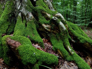 Boynuz demeti ağacının köküne sahip bir arka plan. Kökleri dokulu yeşil yosun. Orman arka planı ve dokusu lüks kök sistemine sahip olağandışı güzel bir ağaç..
