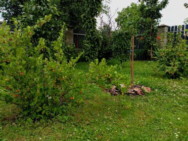 Bahçede bektaşi üzümü ve frenk üzümü çalıları biçilmiş yeşil çimlerin üzerinde. Küçük kişisel bahçeler ve çalılıklarda yetişen meyveler..