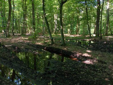 Büyük su birikintileri ve bataklıkları olan dağılmış orman yolları. Yağmurdan sonra yeşil ormanda yaz manzarası. Orman ağaçları ve güzel manzaralar..
