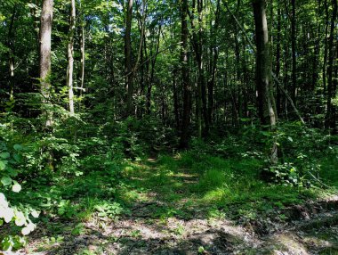 Yeşil sık ağaçlar ve çalılar arasında ormanın derinliklerine uzanan bir toprak orman yolu. Muhteşem bir yaz ormanındaki doğal manzara. Yaz ormanında yeşil ağaçlar ve çimenler.