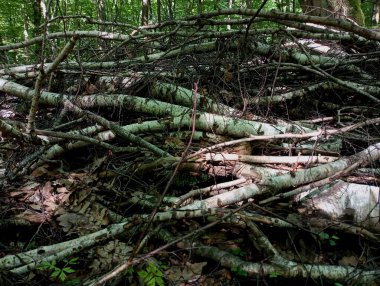 Ağaçların arasında, ağaçların arasındaki bir yığının içine düşmüş huş dalları. Ormandaki ormanların tahtaların tahrip edilmesi konusu. Orman geçmişi ve dokuları. Yazın odun topluyorum..