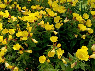 Sarı çiçekli akşam çiçeklerinin arka planı. Parktaki çiçek tarhında bir sürü küçük sarı çiçekli akşam yemeği. Güzel çiçeklerin özgeçmişi ve dokuları.