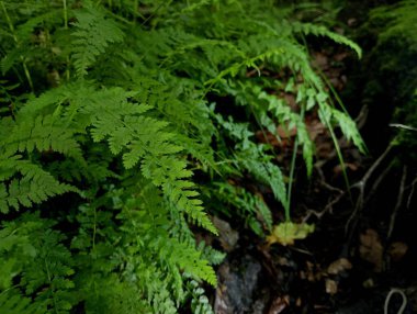 Yazın ormandaki yeşil eğreltiotu yapraklarının güzel arka planı. Eğreltiotunda eğreltiotu çalısı. Parlak yeşil yapraklar yere doğru eğiliyor..