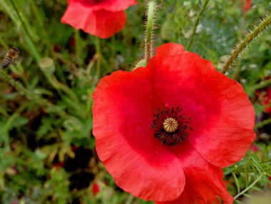 Kırmızılı bir gelinciğin yeşil çimenli bir arka planda narin yaprakları olan bir tarladaki makro görüntüsü. Yaban çiçeklerinin teması ve onlarla birlikte güzel arka planlar..