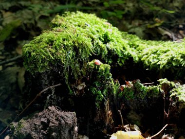 Yeşil kalın yosunlarla kaplı eski bir meşe kütüğünün üzerinde küçük küresel mantarlar..