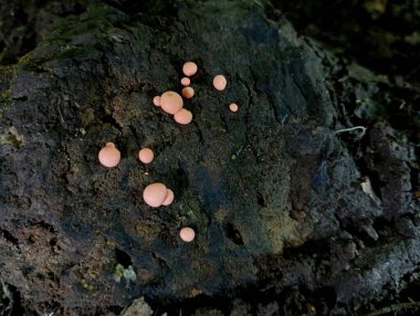 Ormandaki bir ağaç kütüğünün eski çürümüş yüzeyindeki mantarlar. Doğal altyapı ve dokular.