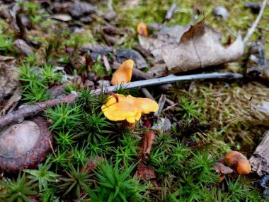 Ormandaki yeşil yosunların arka planındaki turuncu chanterelle kurumuş meşe yaprakları ve kuru dallar tarafından ezilir. mantar toplama teması ve yenilebilir mantarlı arka plan.