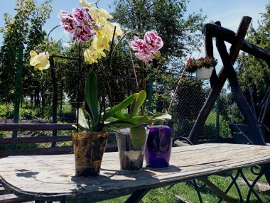 Bahçesinde orkideler olan tencereler tahta bir masanın üzerinde. Parlak güneş ışığı altında açık havada güzel orkide çiçekleri. Evdeki egzotik çiçekler..