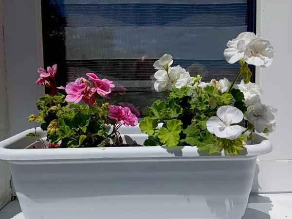 stock image White and red geraniums grow in a long pot on the windowsill facing the street. Decorative flowers for the garden and decorating the yard.