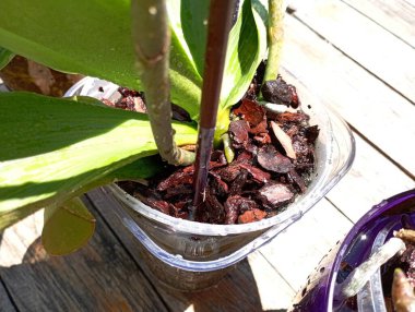 Yeşil yapraklı bir orkidenin yetiştiği bir orkide için toprakla dolu bir kap. Ev bitkileri ve bakımı konusu.