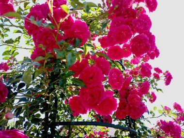 Açık mavi gökyüzüne karşı parlak kırmızı gül çiçeklerinin arkaplanı. Parlak yapraklı kırmızı gül tomurcukları olan doğal arka planlar..