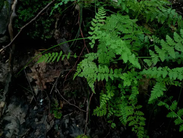 stock image Ferns with small young leaves and forest litter of rotten fallen leaves. Natural backgrounds and textures.