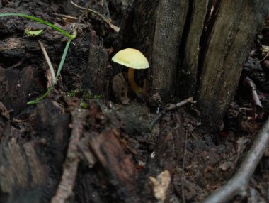 Çürümüş bir ağacın arka planında çürümüş bir ağacın yüzeyinde sarı, kırılgan bir mantar. Mantar toplama teması ve onlarla güzel arka planlar.
