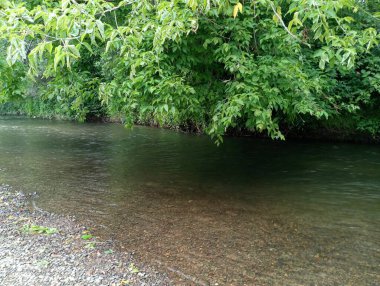 Bir söğüt ağacının üzerine eğildiği pitoresk bir nehir. Temiz, şeffaf ve rahat bir nehrin yanında sığ taştan yapılmış taş bankalar. Ağaç suyun yüzeyine doğru eğildi..