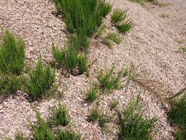 Arkaplan yeşil bitkilerin büyüdüğü küçük eleme taşından yapılmıştır. Küçük taştan yapılmış taş bir yüzeyde bitkilerin doğal arkaplan ve dokuları..