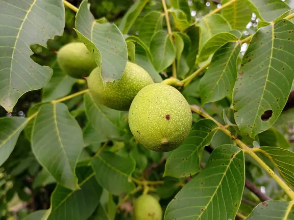 Kabuktaki ağaçta yeşil fındık. Bahçede olgunlaşan fındıklar.