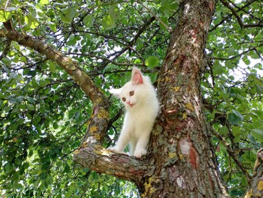 Bahçedeki ağaç gövdesinde güzel beyaz bir kedi yavrusu. Genç bir kedi bir armut ağacının gövdesine tırmandı. Evcil hayvanlar ve onların bakımı.