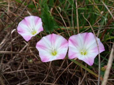 Yeşil otların arasında bir tarla huş ağacının üç güzel huni şeklinde çiçeği. Güzel çiçekler ve bitkiler. Tarla çiçekleri pembe renkli beyazlardır..