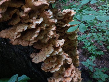 Ağacın dikey gövdesinde birçok zehirli mantar yetişir. Yaşlı bir ağaçta birçok zehirli ahşap mantar vardır..