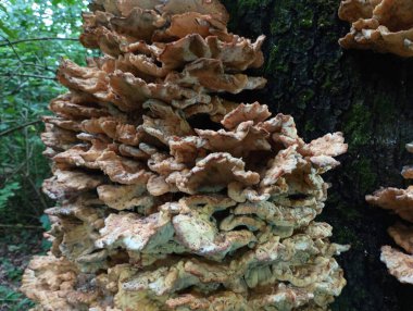 Doğal koşullarda, ormanda bir ağaç gövdesinin yüzeyinde bulunan büyük bir grup zehirli mantar..