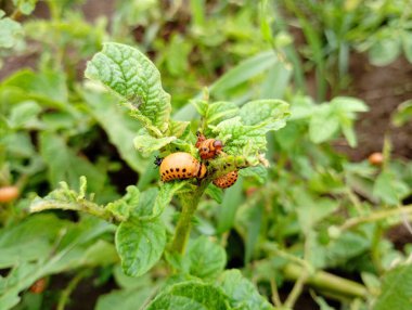 Colorado patates böceğinin turuncu larvaları tarlada patates yaprakları üzerinde. Patates tarlalarının baş belası..