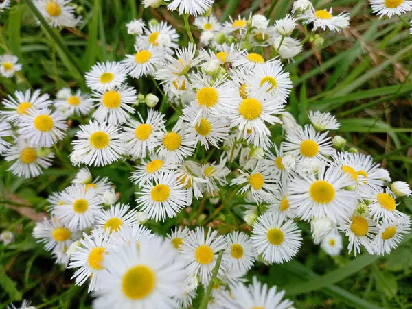 stock image Small white daisies in the field. Field flowers are white with a yellow core. Field floral backgrounds and textures.