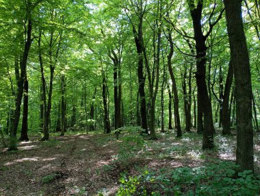 Düşen ağaç yapraklarıyla kaplı güzel bir orman yolu lüks bir yaz ormanında yeşil uzun meşelerin arasına gider. Doğal ekosistemlerde temiz havada yürüyüp rahatlamak..