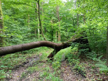 Ormandaki yola düşen yaşlı bir ağaç yolu kapattı. Ağaç ormanın toprak yolunu kapattı ve yere düştü..