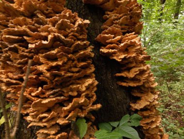 Ağacın saygın gövdesinde büyük bir sarı zehirli mantar grubu yetişir. Ağaç gövdelerinde mantarlar yanıyor. Mantar koleksiyonu ve ormandaki zehirli mantarlar..
