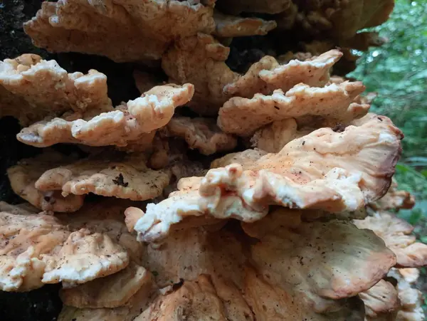 Stock image Texture of poisonous tinder mushrooms on a tree trunk in the forest in summer. Many mushrooms on a tree.