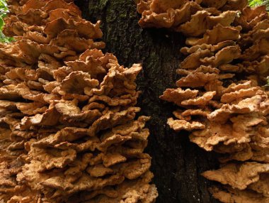 Many wood poisonous mushrooms on the surface of the oak bark. The texture of the tinder forest mushrooms. Natural forest backgrounds and textures. clipart