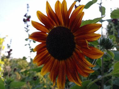 Gün batımında ayçiçeği. Dekoratif bir ayçiçeğinin güzel sarı-kırmızı çiçeği.