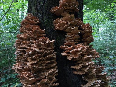 Ormandaki ağaç gövdelerinde birçok zehirli mantar yetişir. Zehirli mantarlar ve dokular. Güzel yaz manzaraları