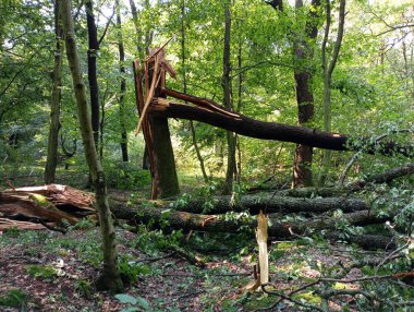 Fırtına sırasında sert rüzgarlar tarafından kırılan büyük ağaç gövdeleri yeşil bir ormanda dağınık yatıyordu. Doğal hava olaylarından kaynaklanan ekosisteme zarar.